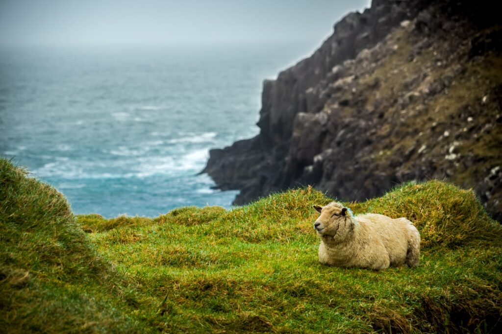 A sheep resting on green coastal grass above Atlantic cliffs in Ireland.